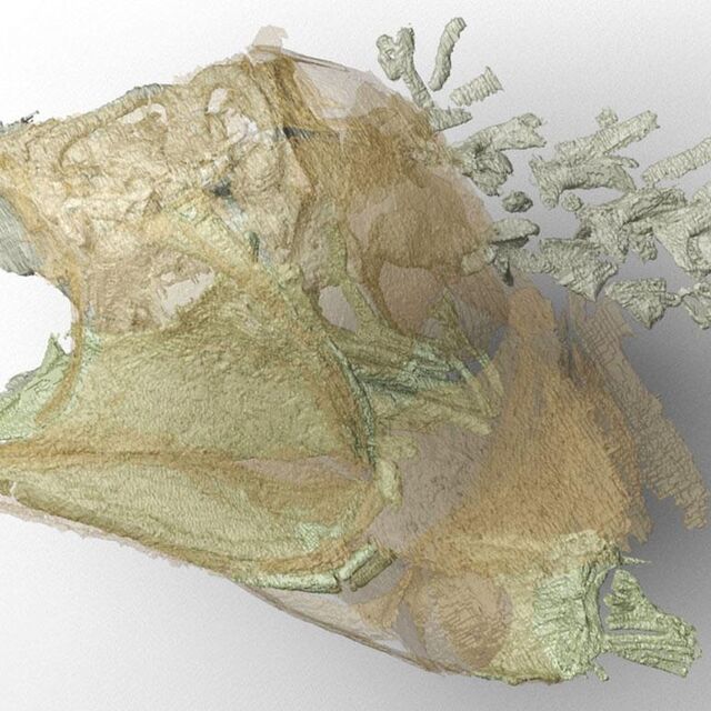 CT image of entire interior skeleton of Trawdenia planti