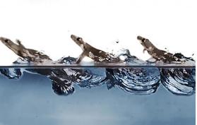 Multi-modal locomotive adaptations for water walking in geckos